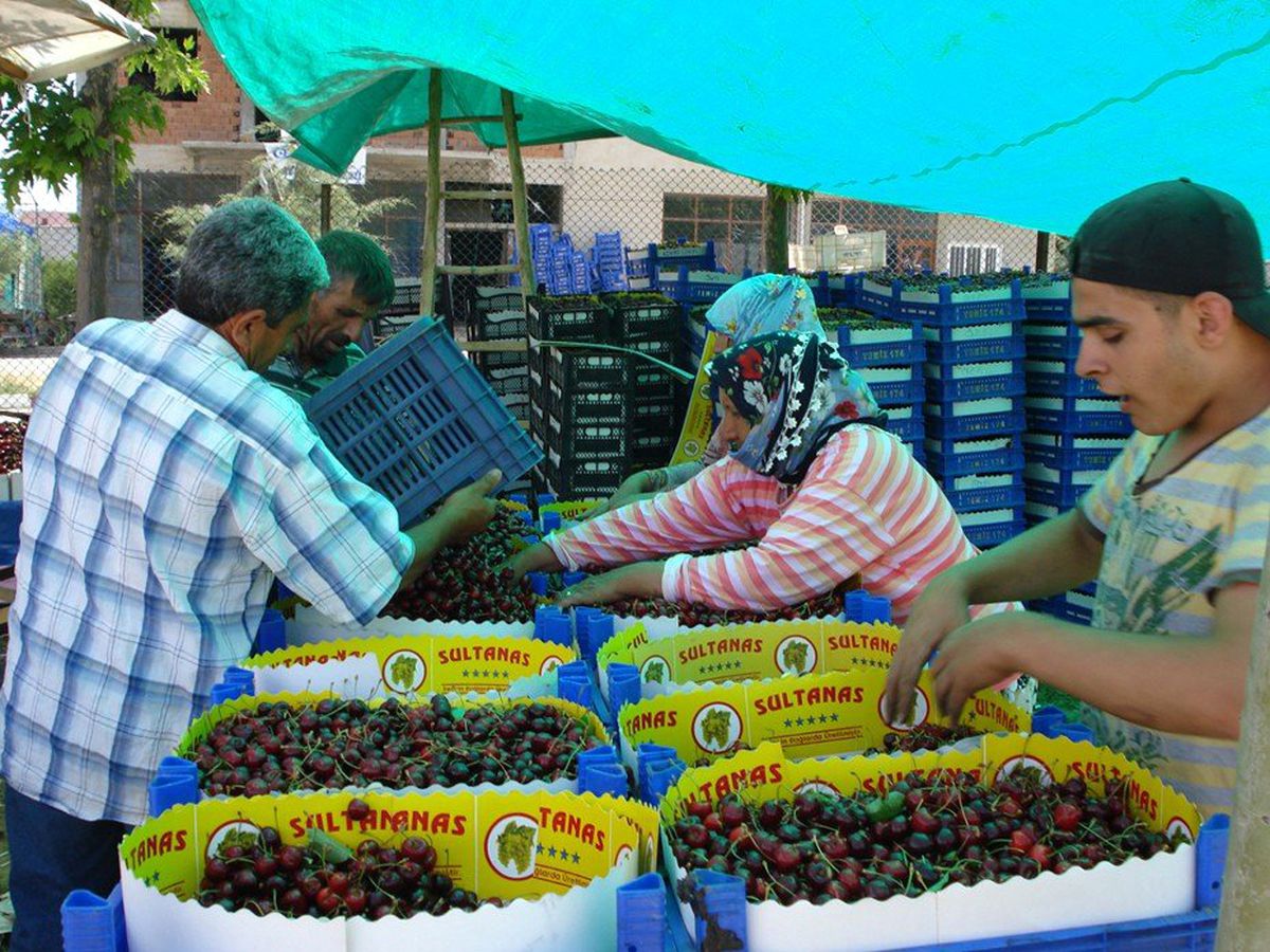 Pazarlar\'da Kiraz Sezonu Açıldı