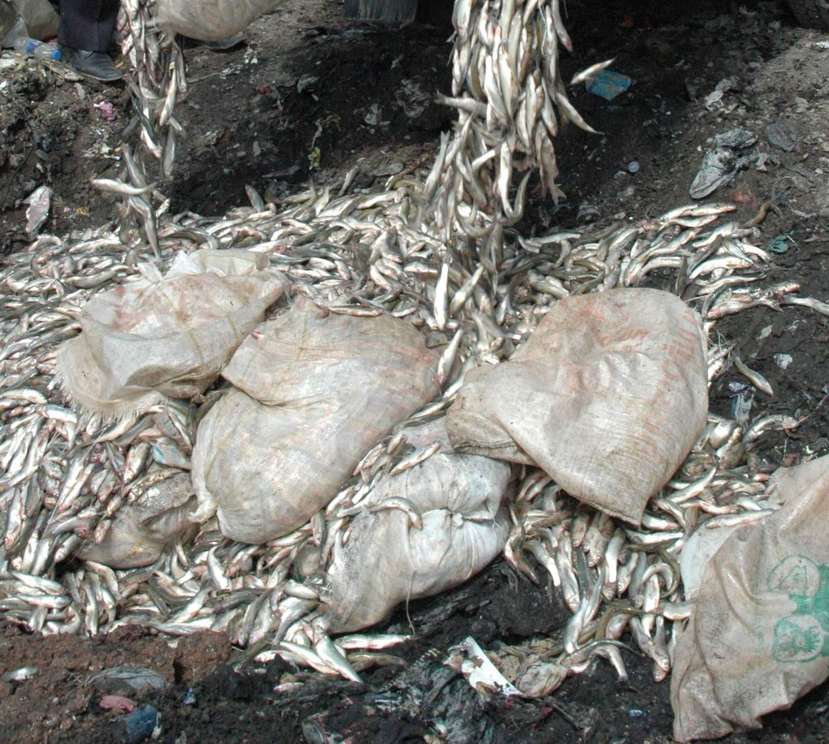 Van\'da Kaçak Avlanmış 14 Bin 220 Kilo Balık Ele Geçirildi
