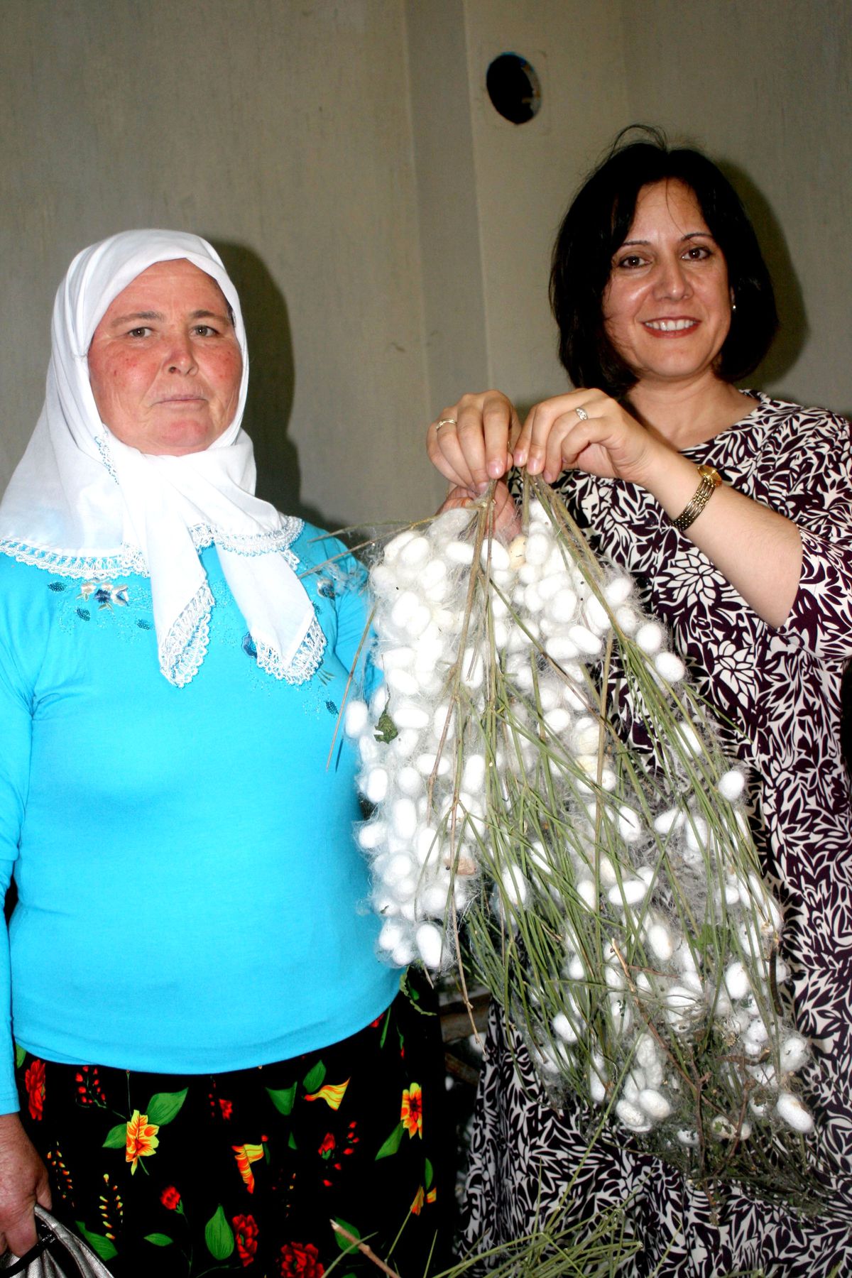 Yaş Koza Alımları Başladı