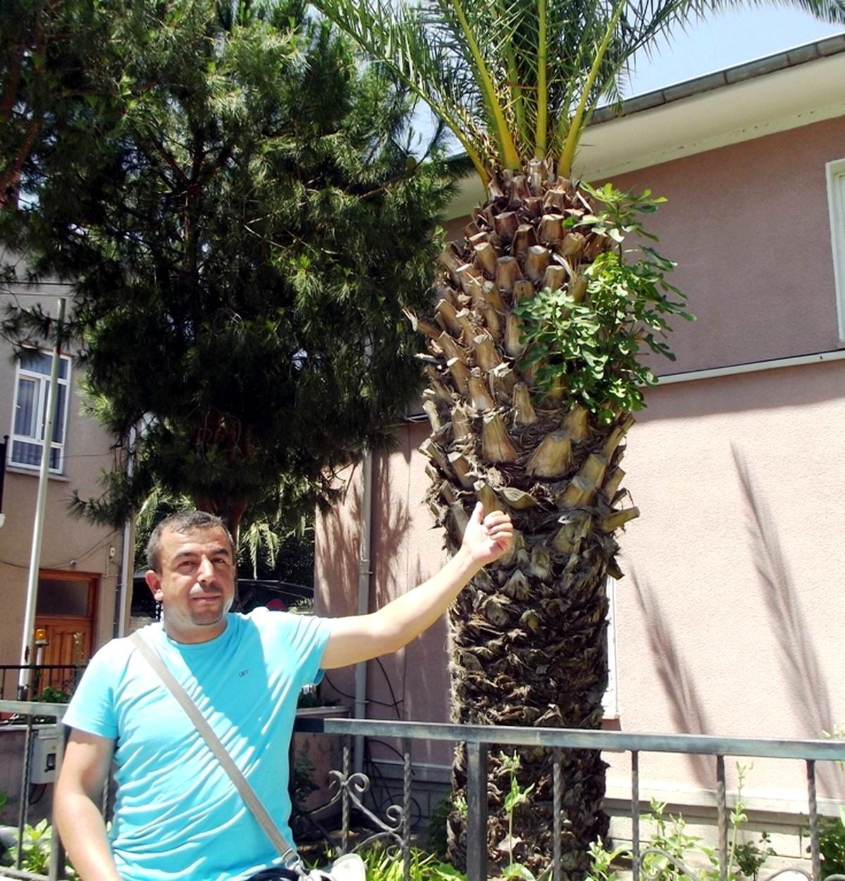 Ayvalık\'ta Palmiye Ağacı İncir Açtı