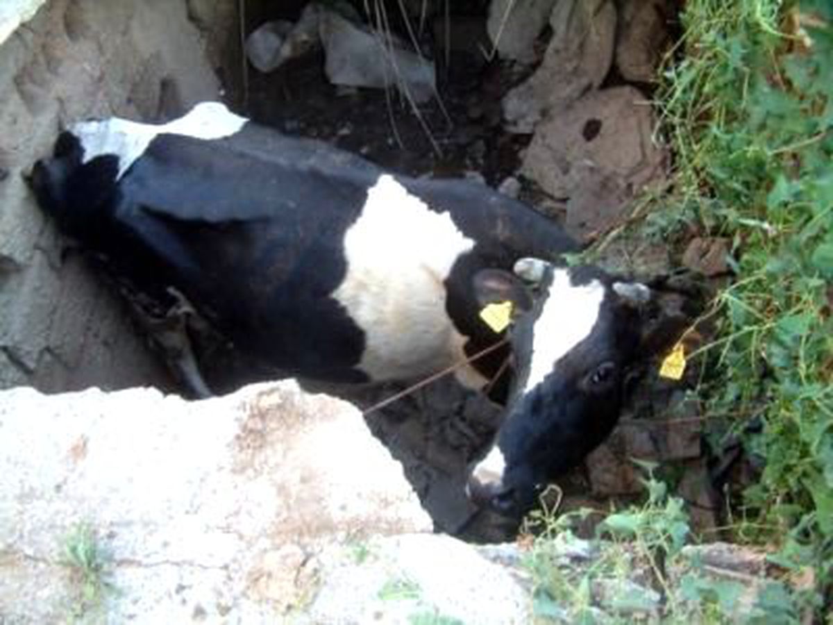 Burhaniye\'de İnek Kurtarma Operasyonu
