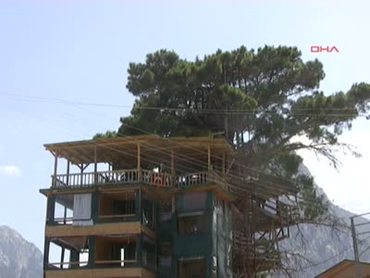 Çam Ağacında Apartmankondu