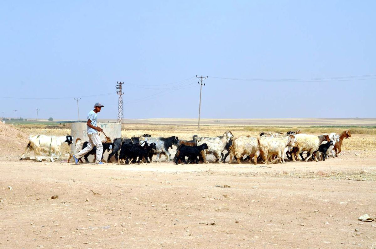 Okullar Kapanınca Çocuklar Çobanlığa Başladı