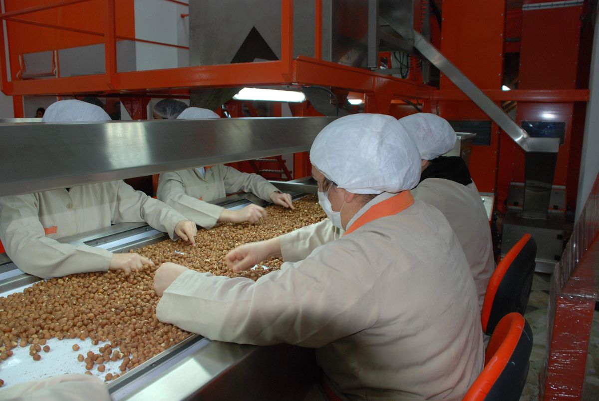 Ordu\'da Son 3 Yılda Bin 500 Tonu Aşkın Fındık Geri Geldi