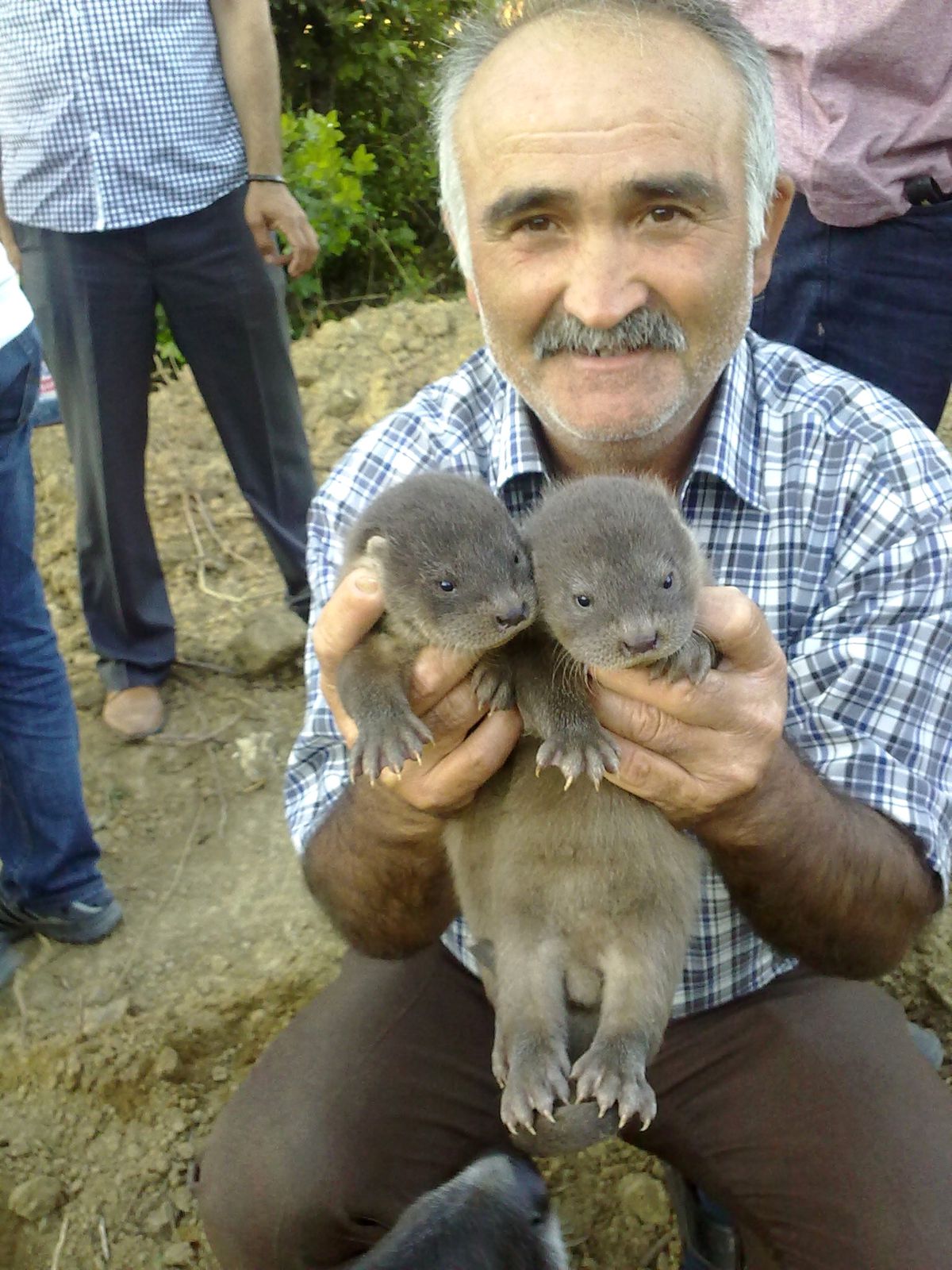 Derede Su Samuru Yavruları Bulundu