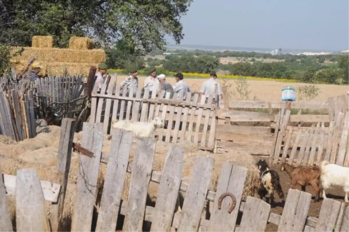 Köpekleri Zehirleyip Koyunları Çaldılar