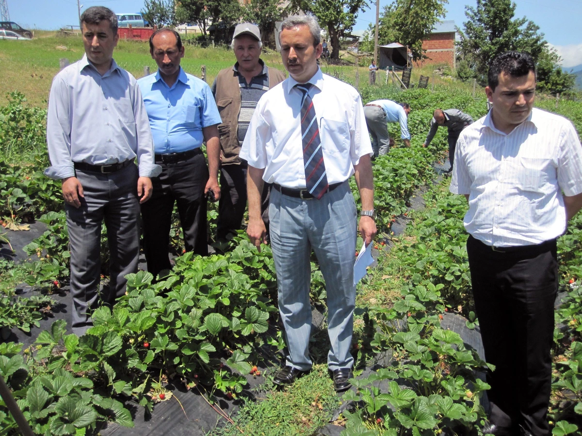 Çayırçukur\'da Çilek Tarla Günü