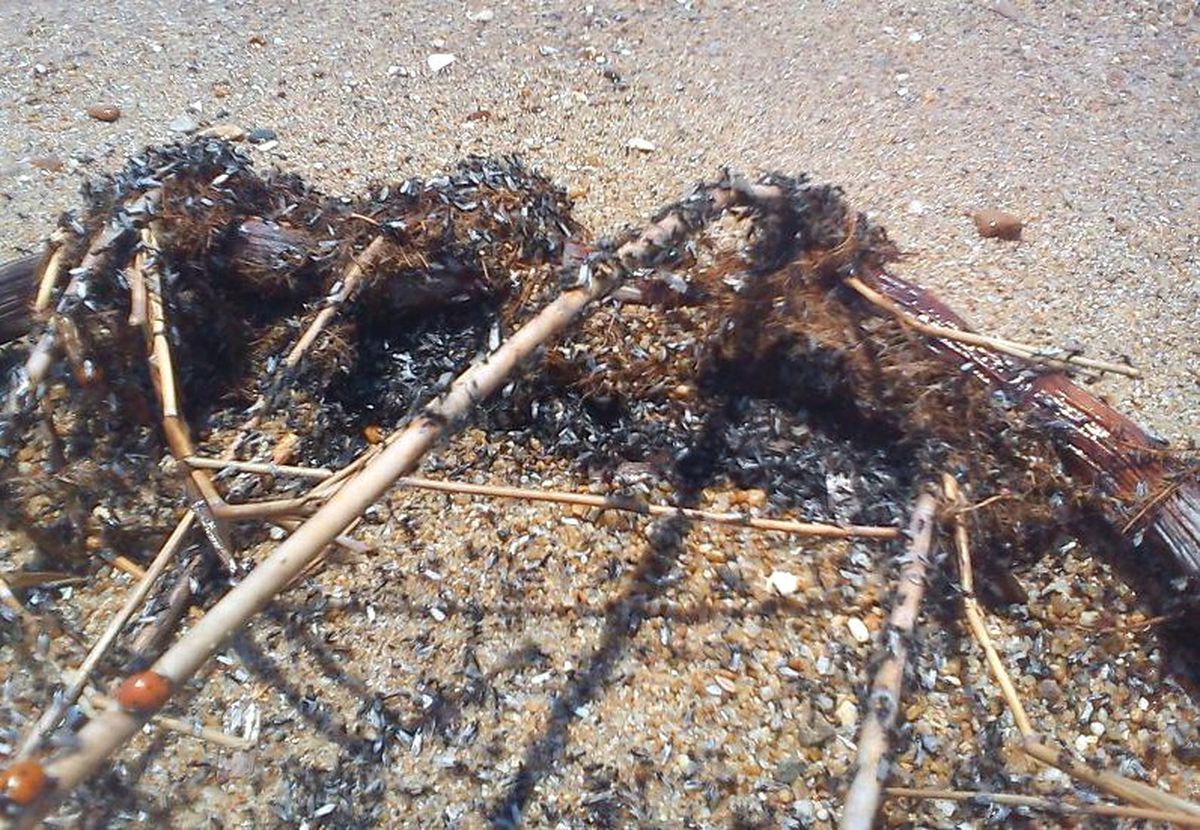 Keşan Mecidiye Sahilini Karıncalar Bastı