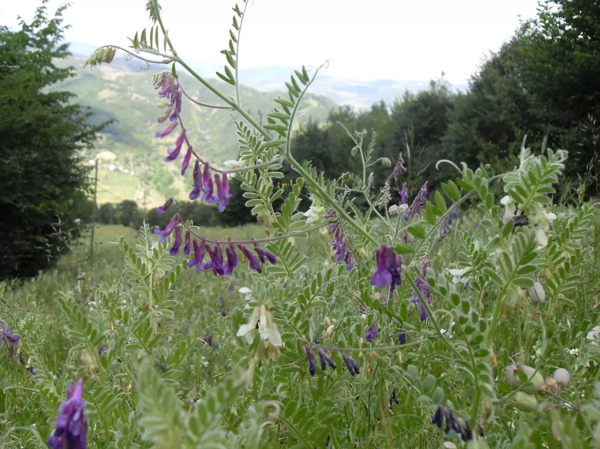 Ordu\'da Macar Fiği Tarla Günü