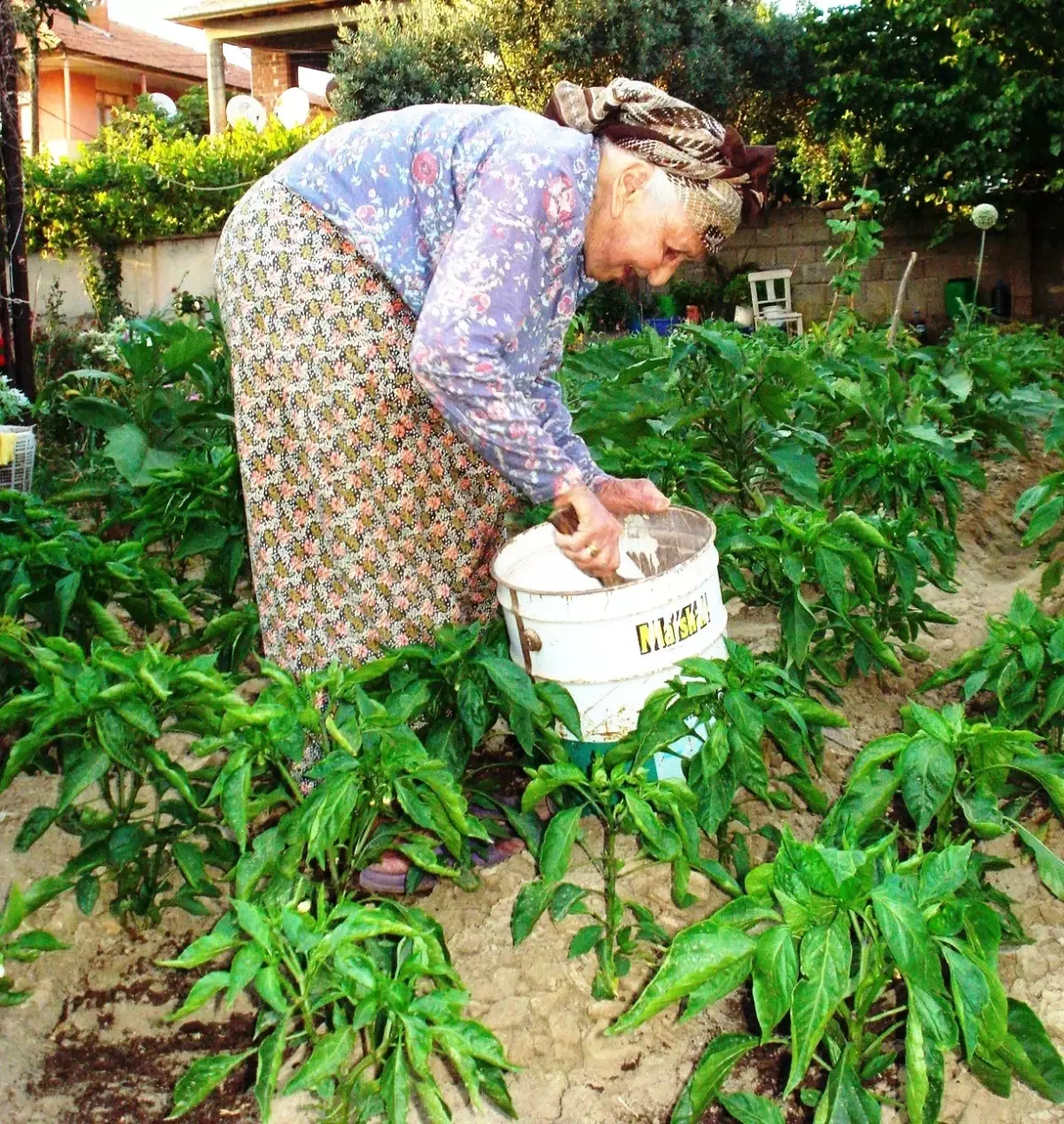 84 Yaşında Kendi Doğal Sebzesini Yetiştiriyor