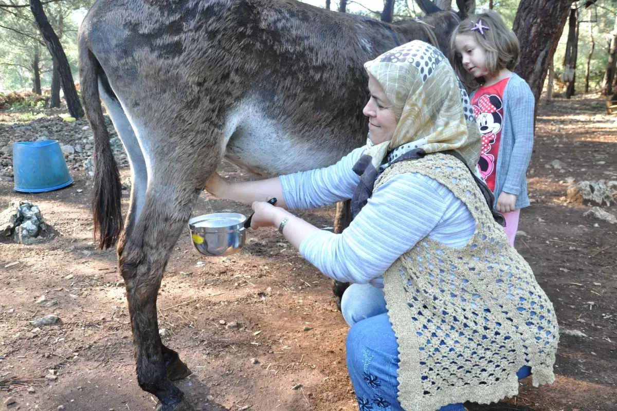 Eşeğin Sadece Gözü Değil, Sütü de Güzelmiş