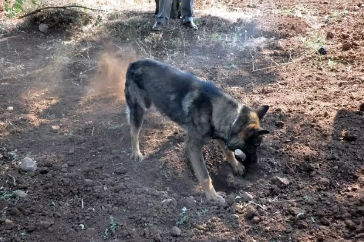 Narkotiğin Dedektör Köpeği Max, Uyuşturucuya Geçit Vermiyor