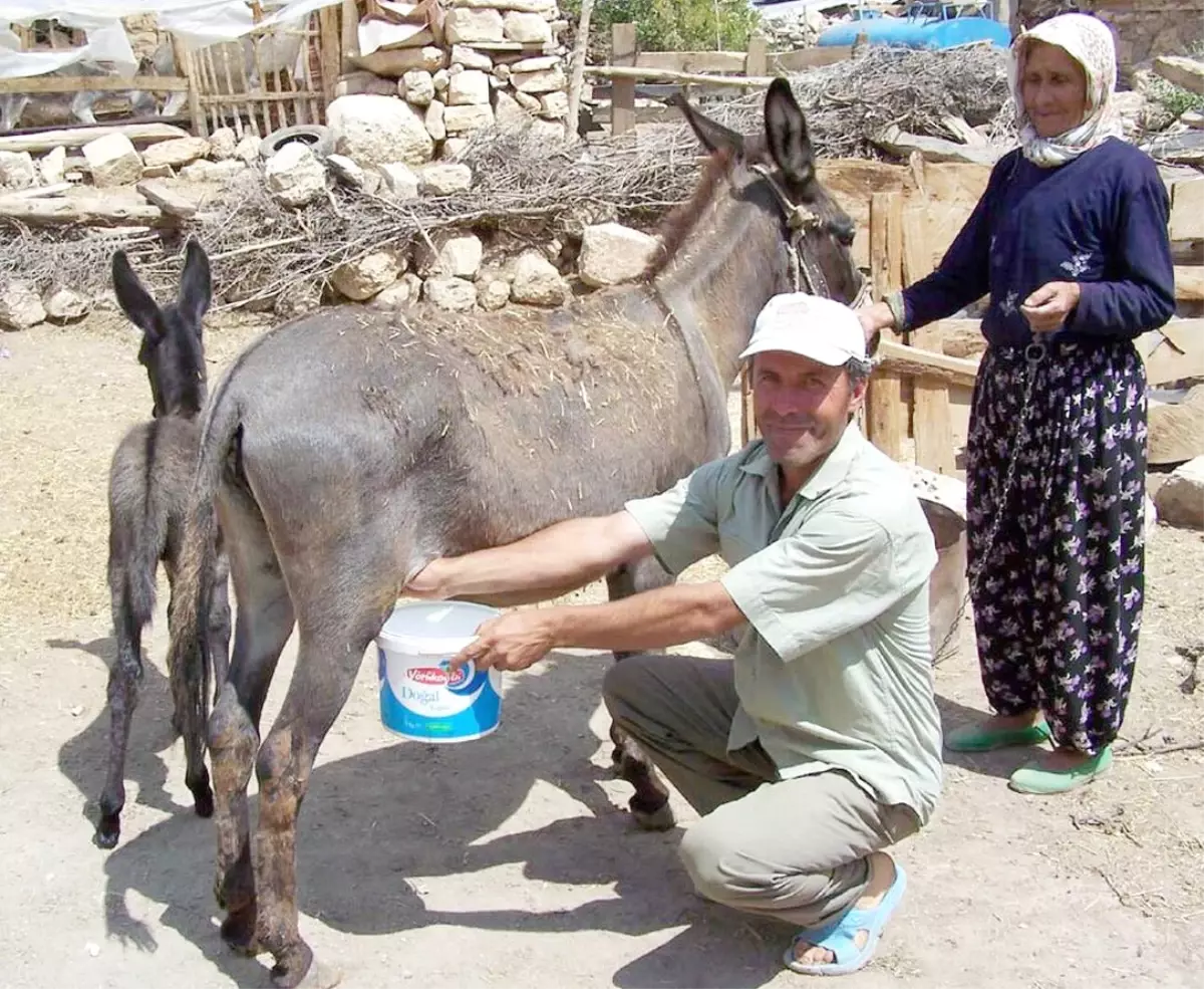 Aydın Müftülüğü Eşek Sütünün \'Haram\' Olduğunu Belirtti