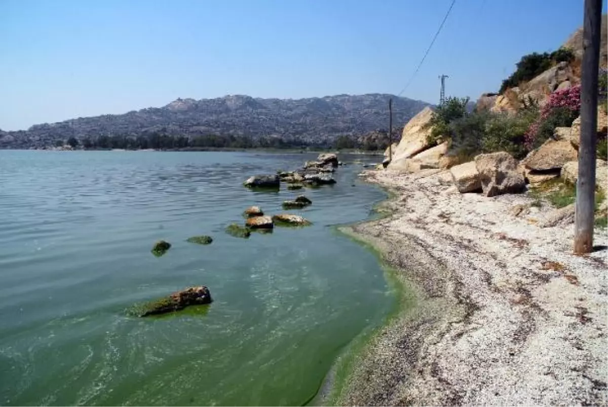 Bafa Gölü\'nde Kirliliğin Nedeni Siyanobakteri