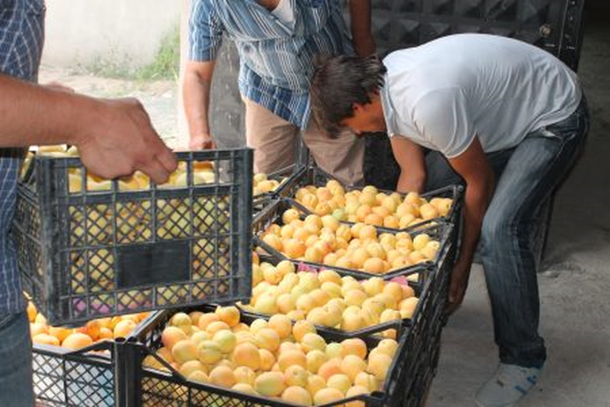 Beklenen Oldu Iğdır Kaysısı İhraç Ediliyor