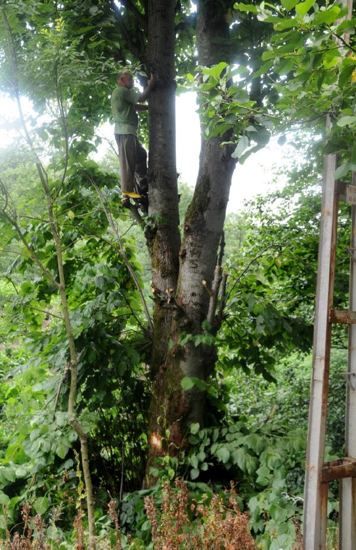 Budamaya Çıktığı Ağaçta Mahsur Kaldı