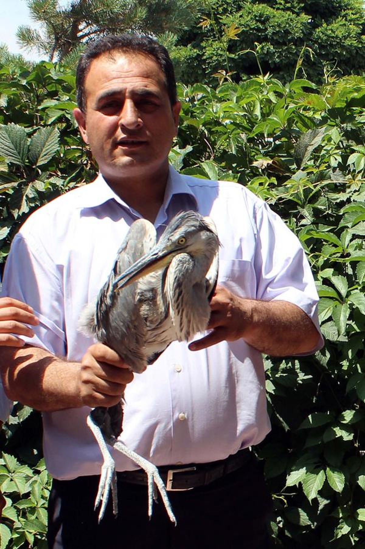 Iğdır\'da Tedavi Edilen Balıkçıl Kuş Doğaya Bırakıldı