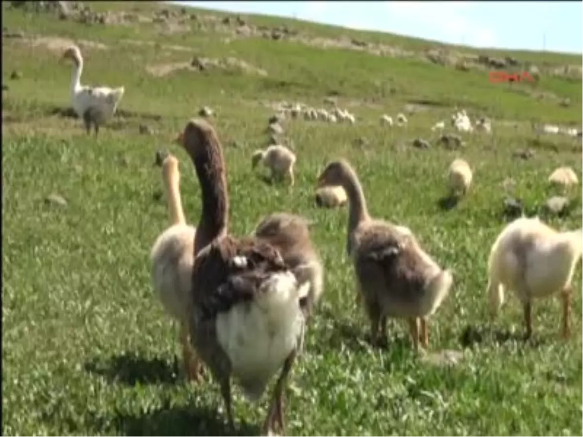 Kadınlar Kaz Çobanlığı Yapıyor