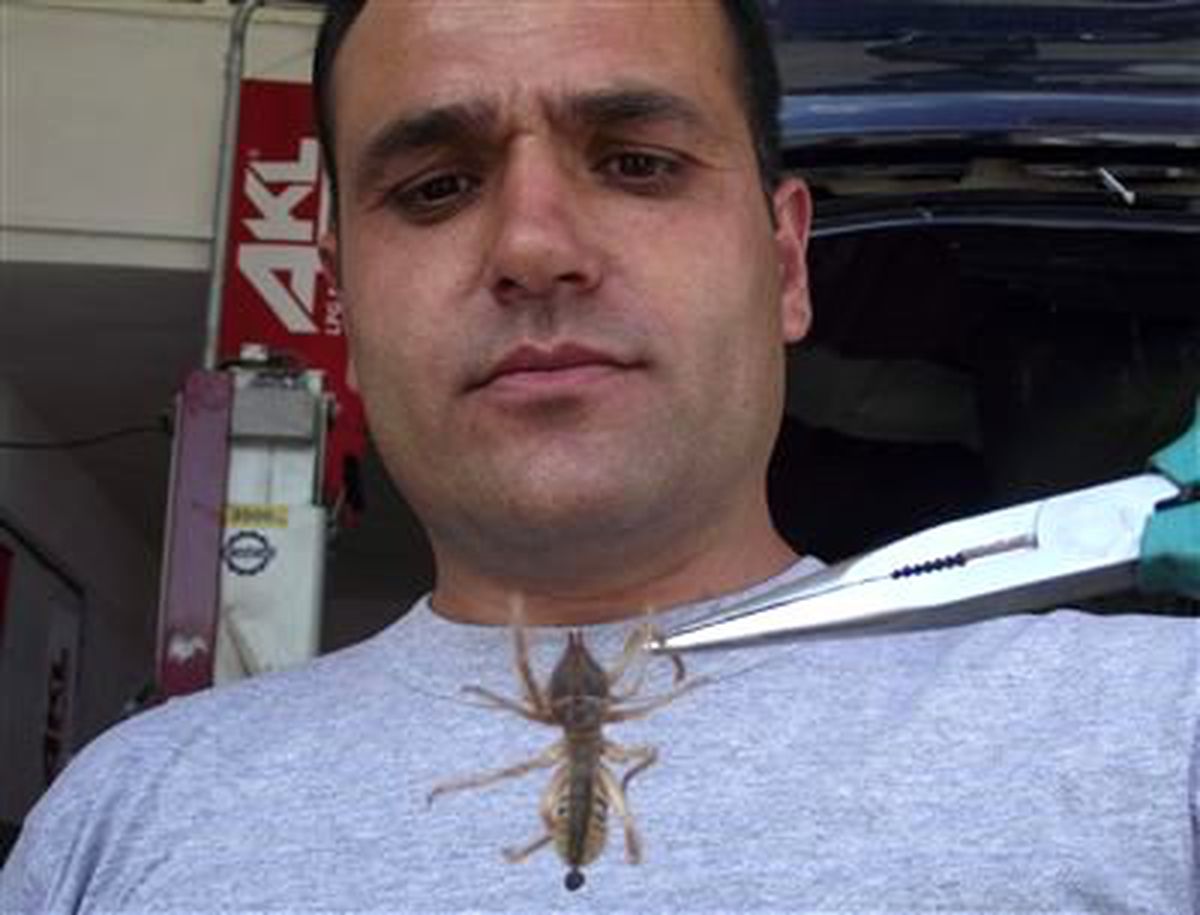Kulu\'da Etobur Örümcek Korkusu