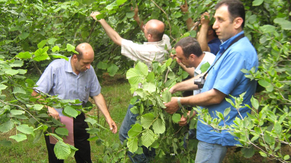 Trabzon\'da 2012 Yılı Çotanak Sayımına Göre Fındık Rekoltesi Belirlendi