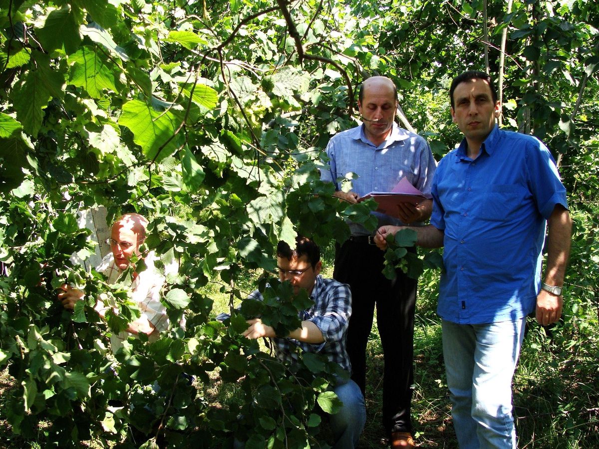 Trabzon\'da Fındık Rekoltesinde Geçtiğimiz Yıla Göre Yüzde 88 Artış