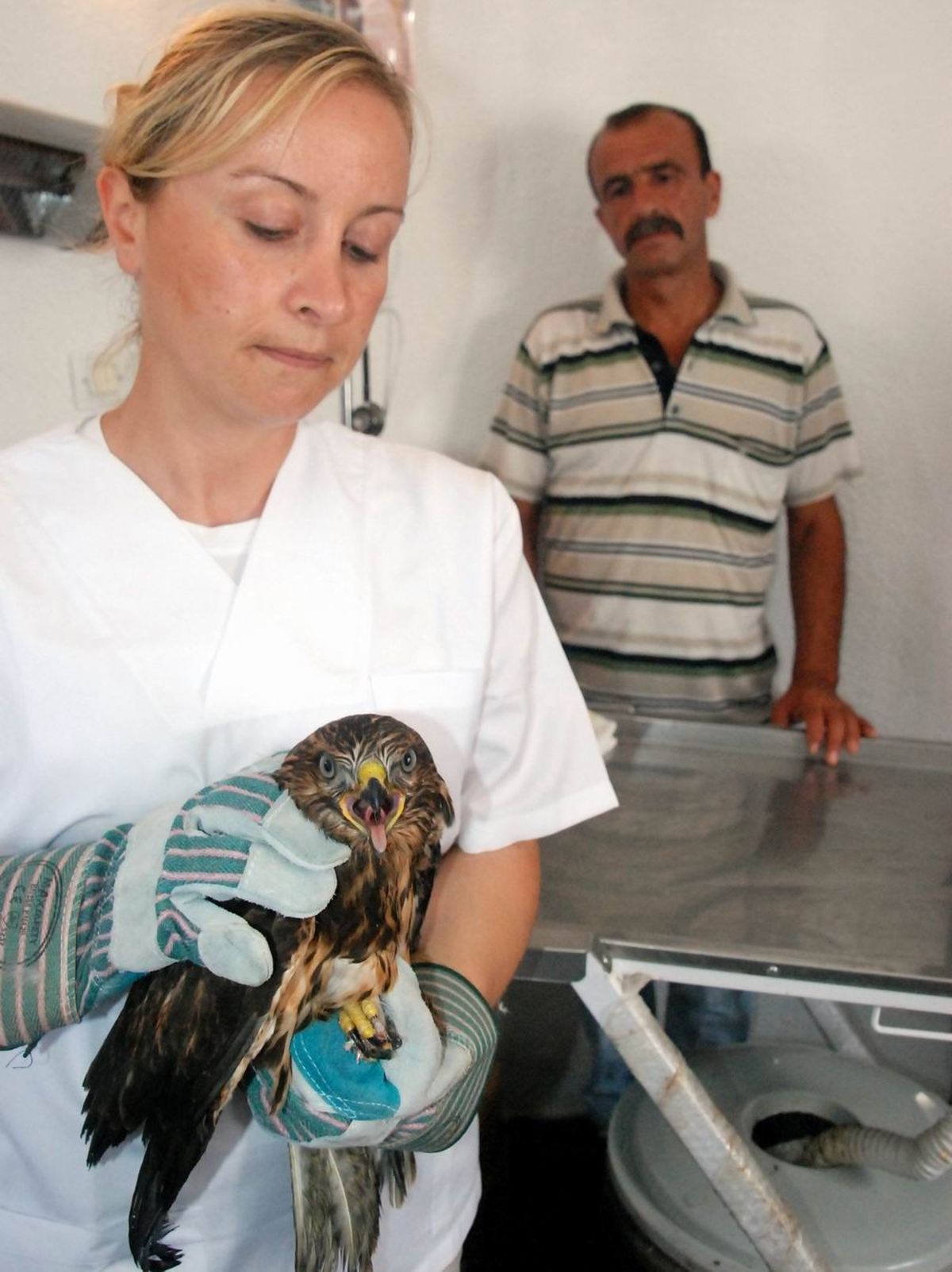 Yavru Şahine Belediye Şefkati