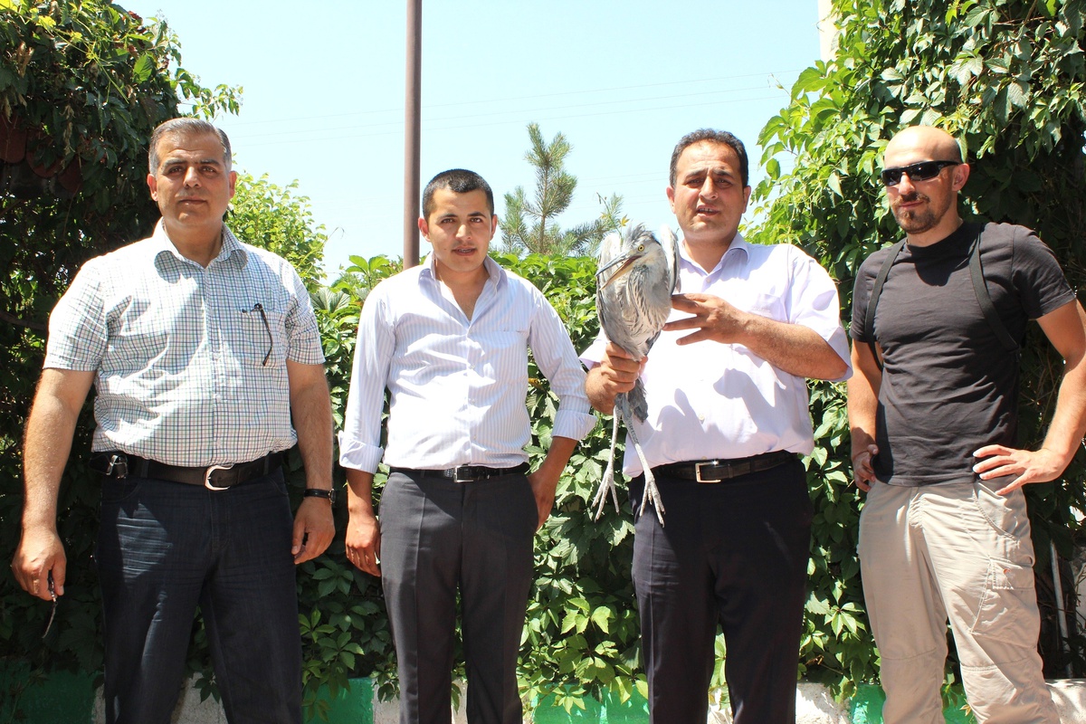 Yuvadan Düşen Gri Balıkçıl Kuşu Doğaya Bırakıldı