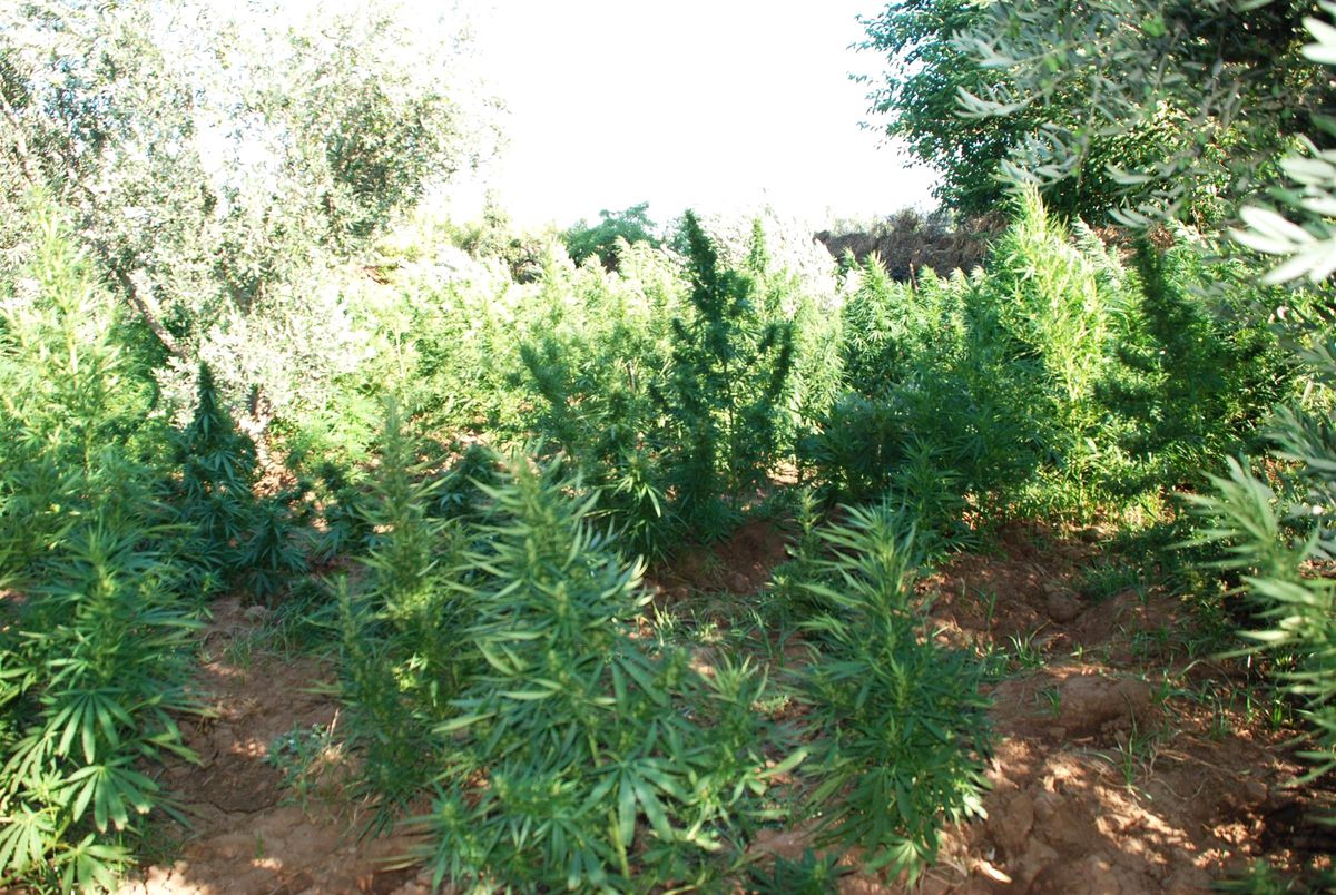 Zeytin Bahçesinde 15 Bin Kök Kenevir Bitkisi Ele Geçirildi