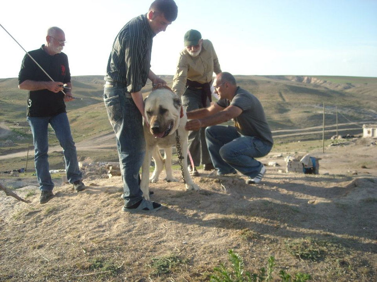 Aksaray Malaklısının Irk Tespiti Ölçülecek