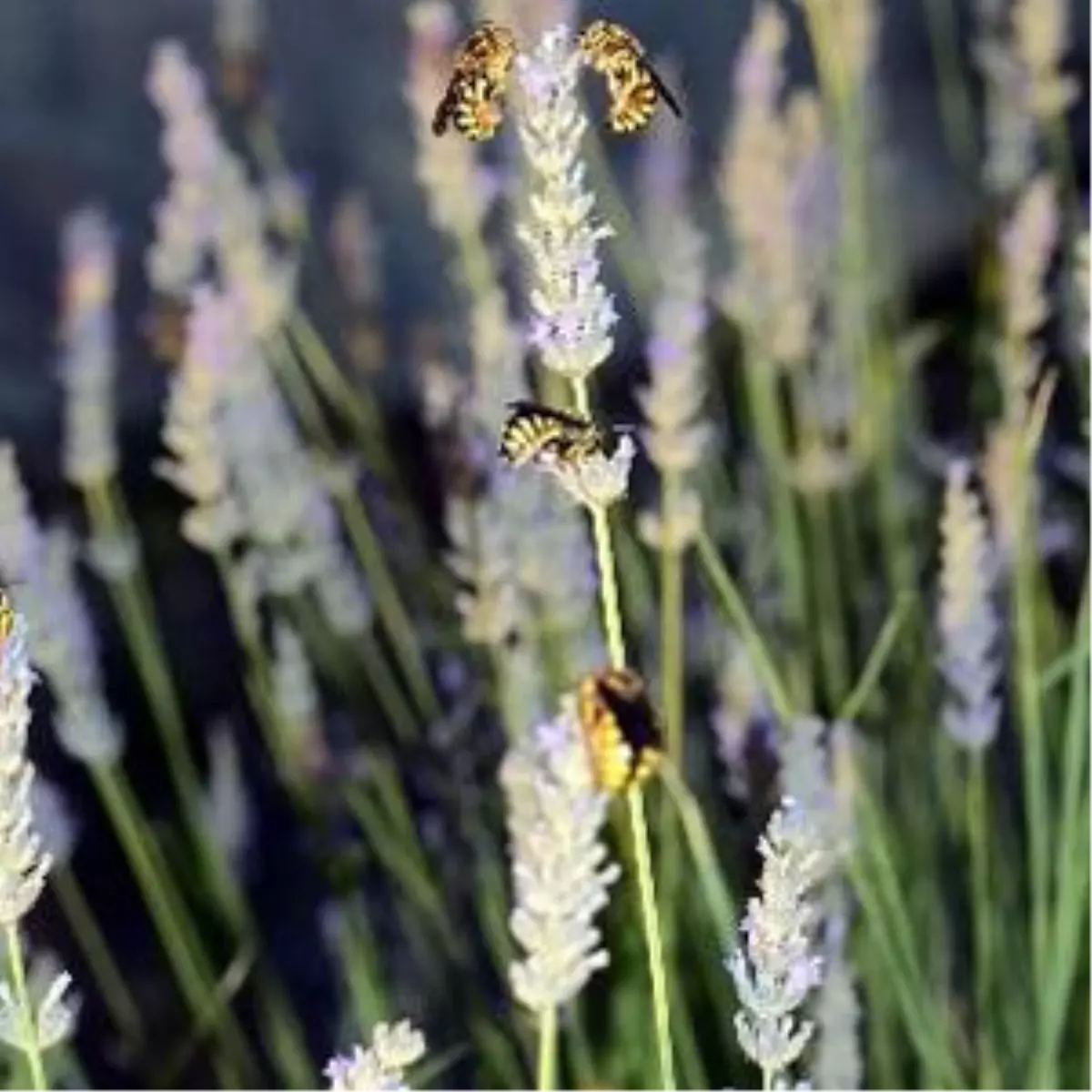 Arıların Ölümüne Lavanta Aşkı