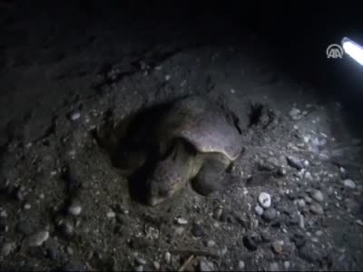 Caretta Carettalar Akdeniz\'de