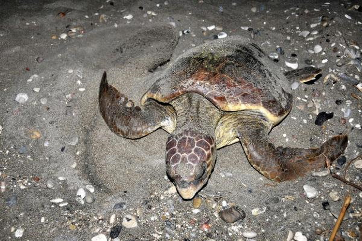 Caretta Carettalar Yumurta Bırakmaya Başladı