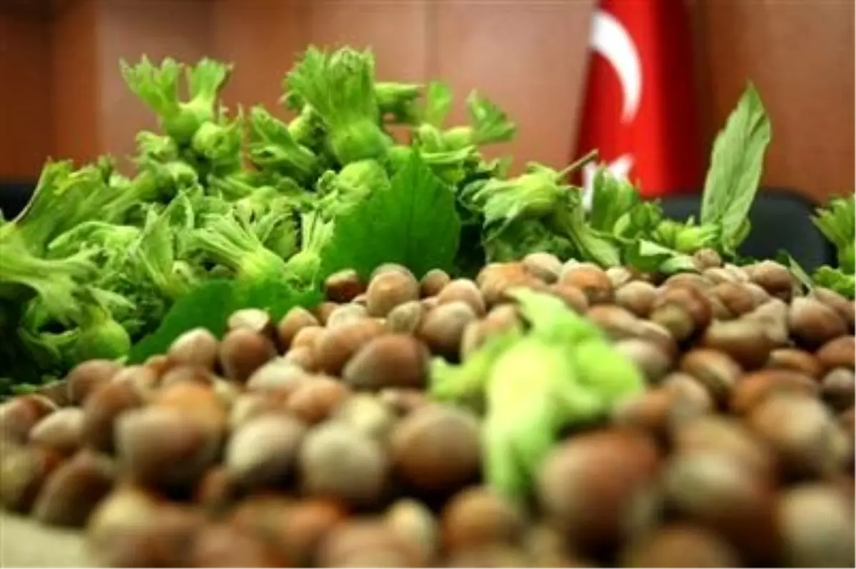 Fındık Destek Ödemesi Süresi Tartışılıyor