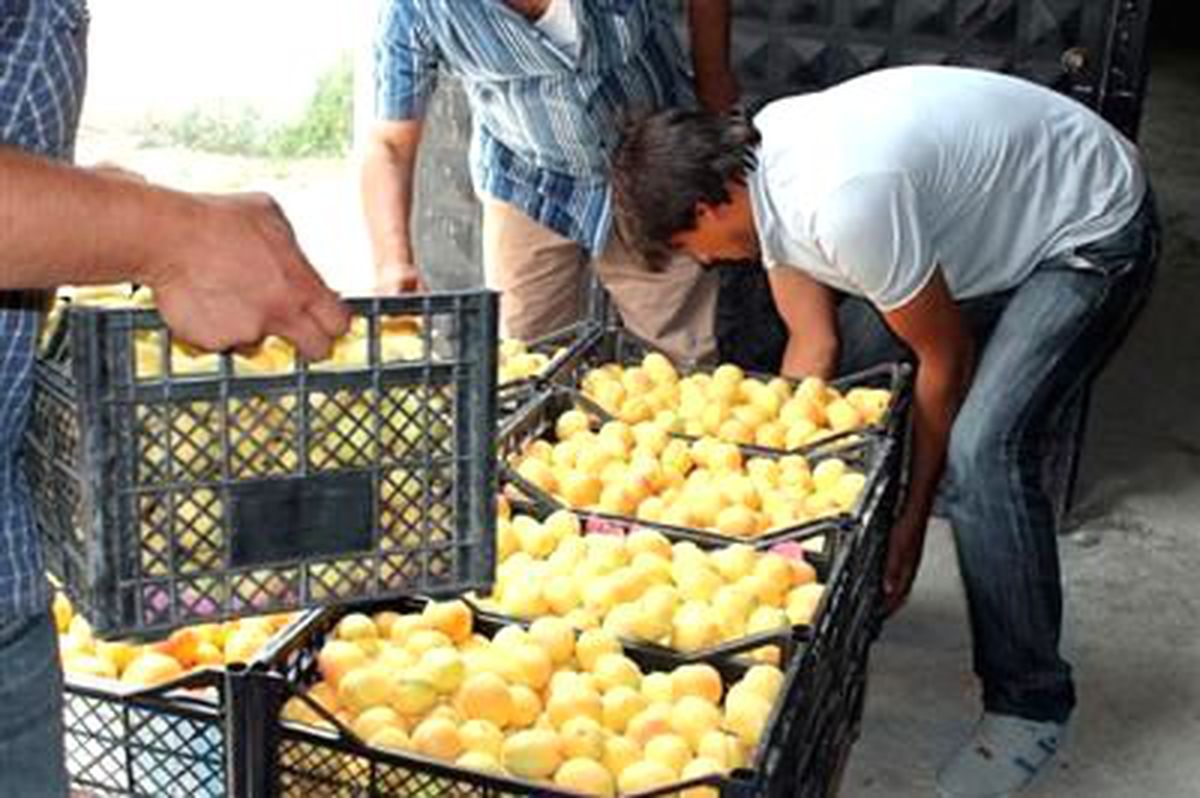 Iğdır Kaysısı İhraç Ediliyor