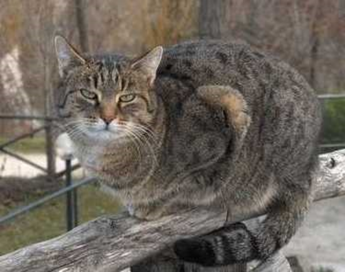 Kedi Elektrik Kesintisine Neden Oldu