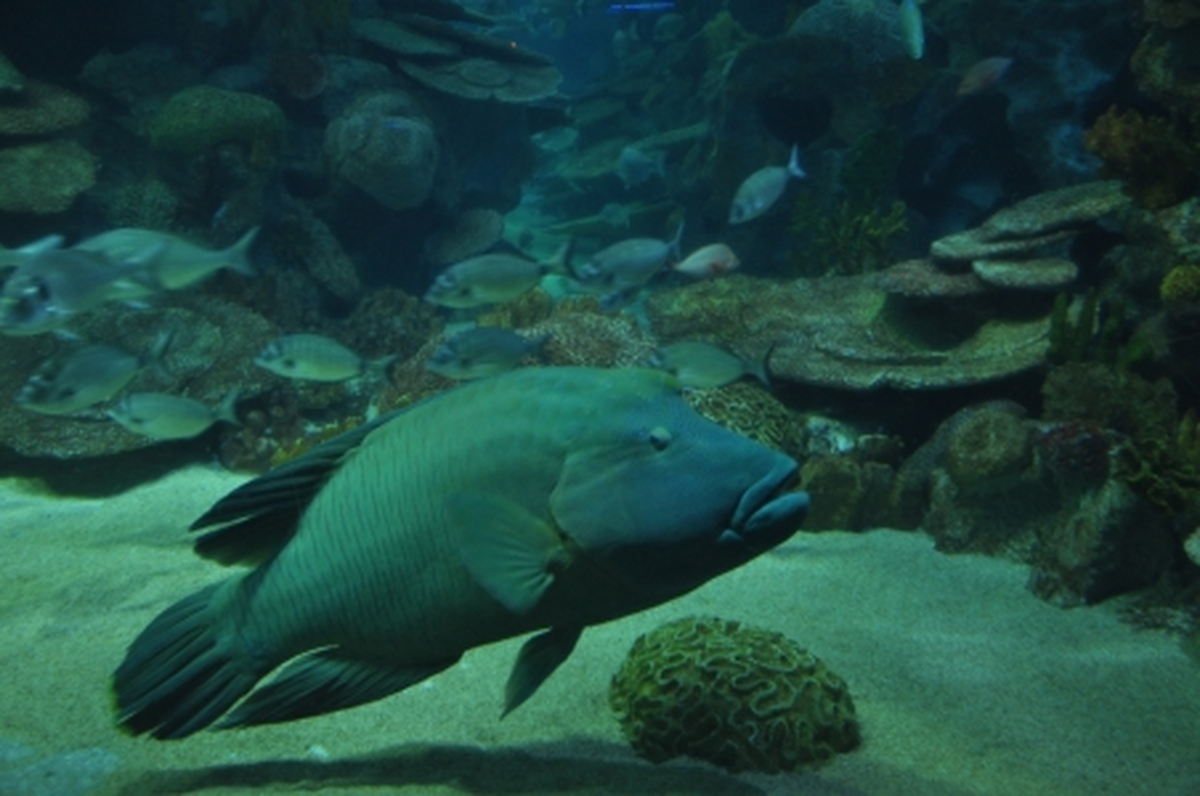 Napolyon Balığı Turkuazoo Akvaryum'da!