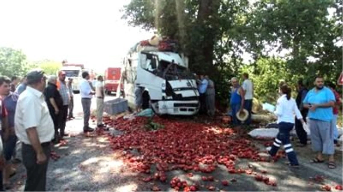 Biber Yüklü Kamyon Çınar Ağacına Çarptı: 2 Yaralı