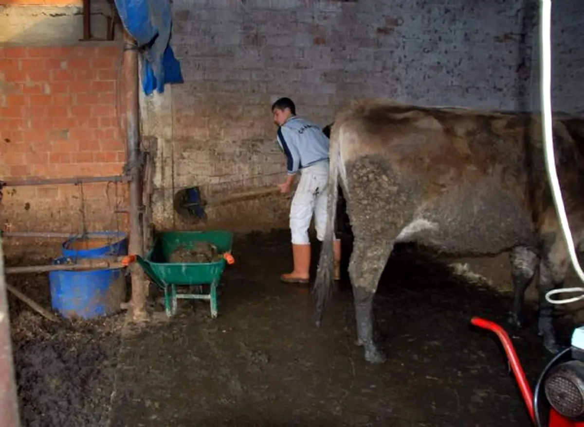Damızlık Birliğinden "Gübreden Temiz Enerji" Kokteyli