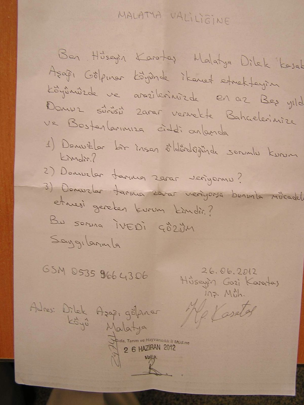 Domuzlar Tarlalara Zarar Veriyor