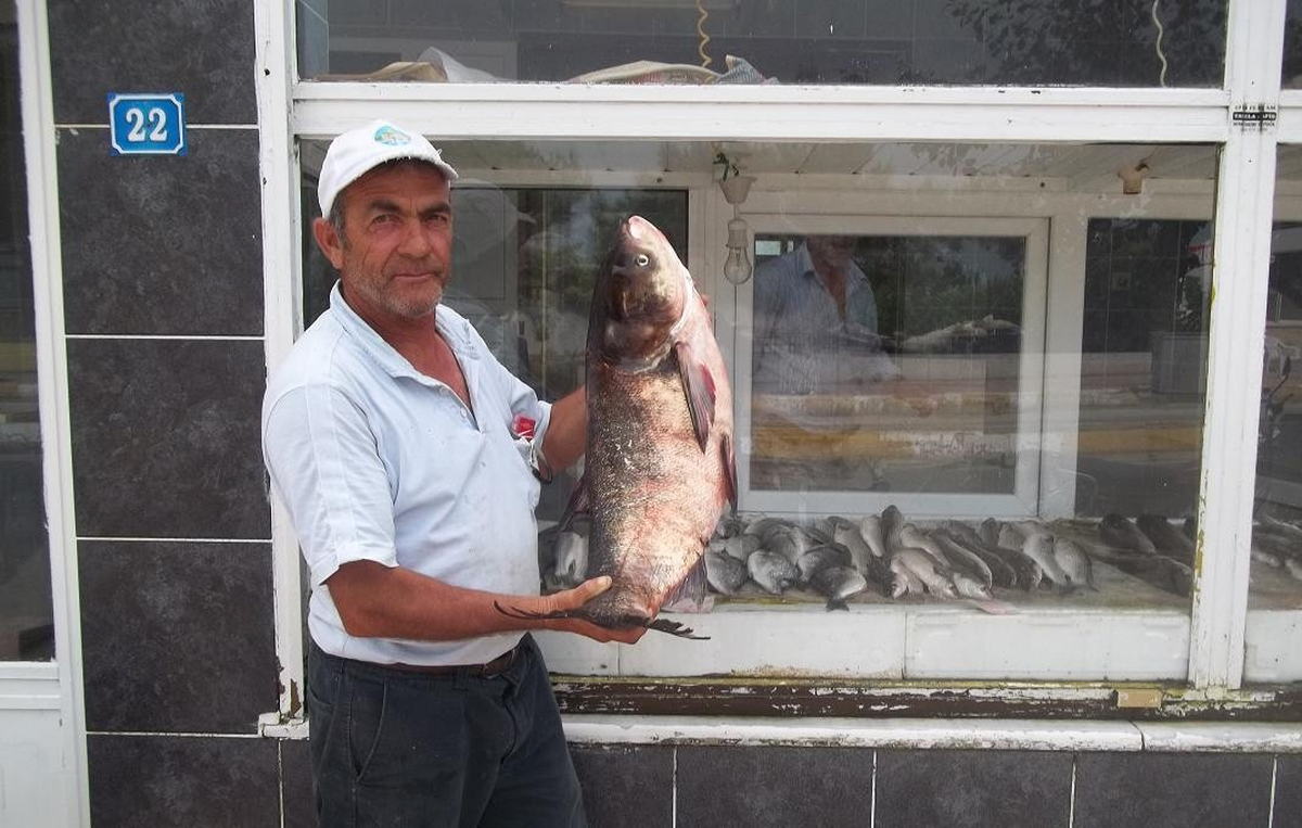 Enezde 15 Kg\'lık Gümüş Sazanı Yakalandı
