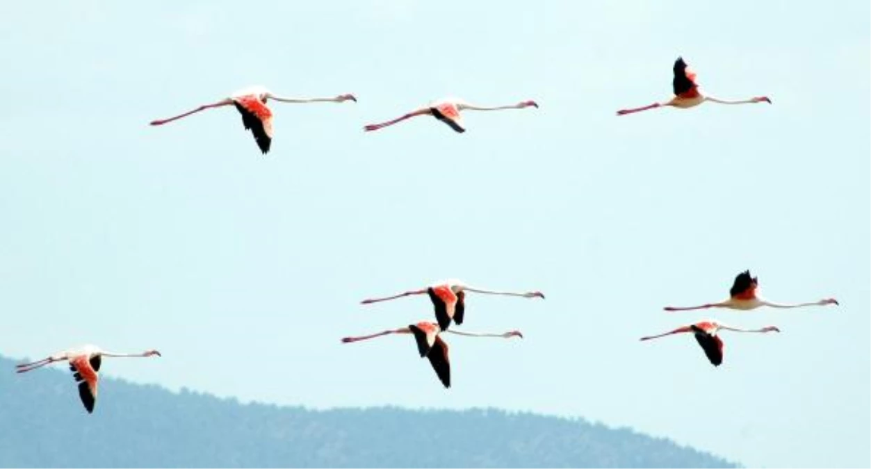 Flamingoların Suyla Dansı