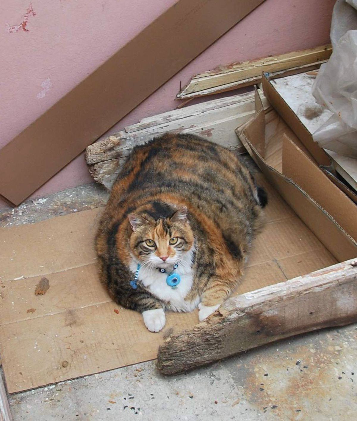 Kedi Değil Sanki Aslan Yavrusu