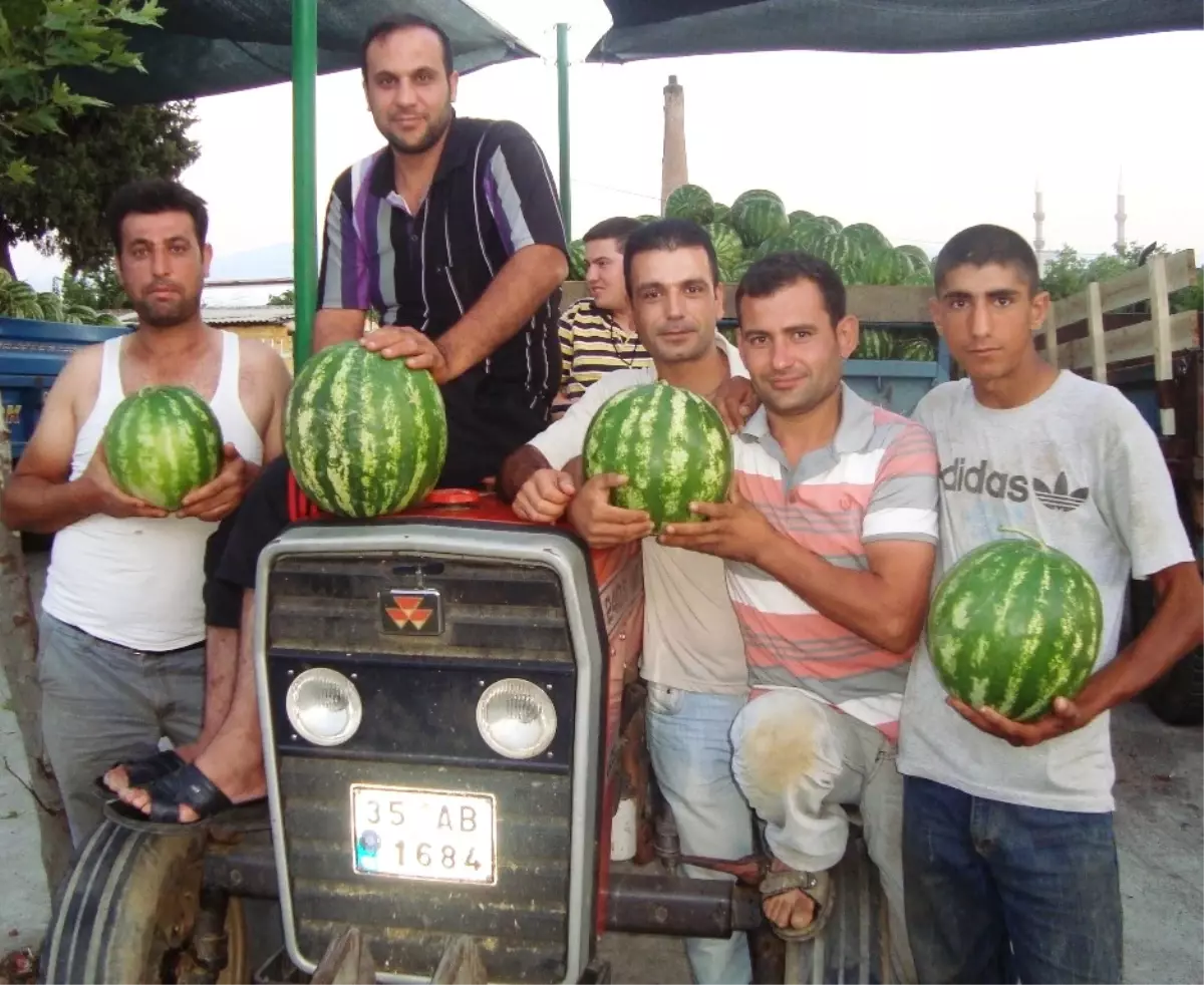Ödemiş'te Patatesten Sonra Kapuz Sıkıntısı Yaşanıyor