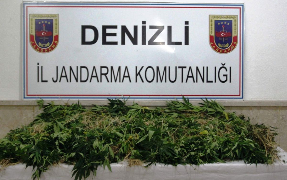 Ormanlık Alana Ekilmiş 2 Bin 450 Kök Kenevir Bitkisi Bulundu