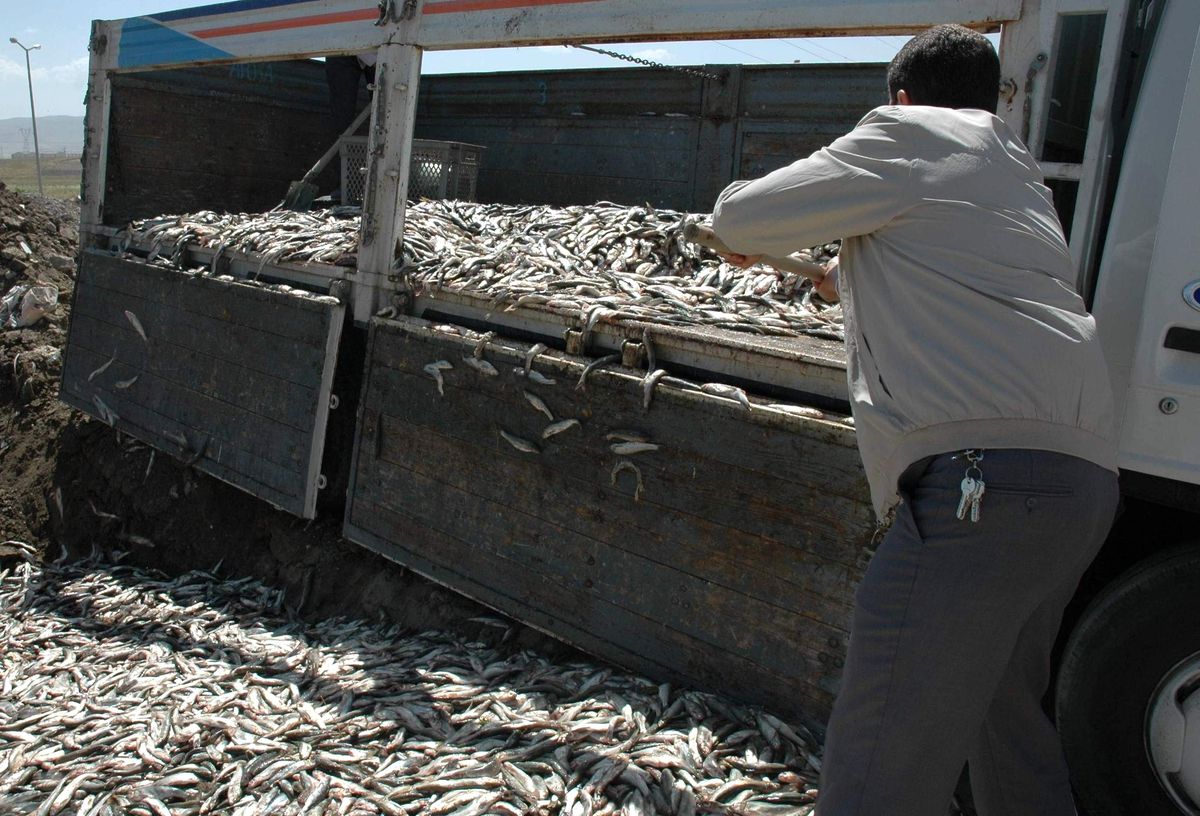 Van\'da Kaçak Avlanmış 4 Bin 150 Kilo Balık Ele Geçirildi