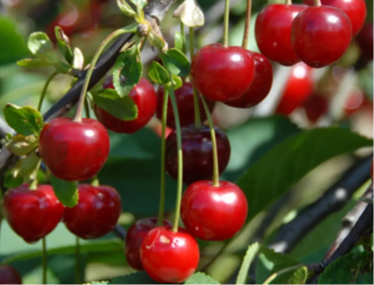 Lapsekili Meyve Üreticilerinin Yüzü Gülüyor