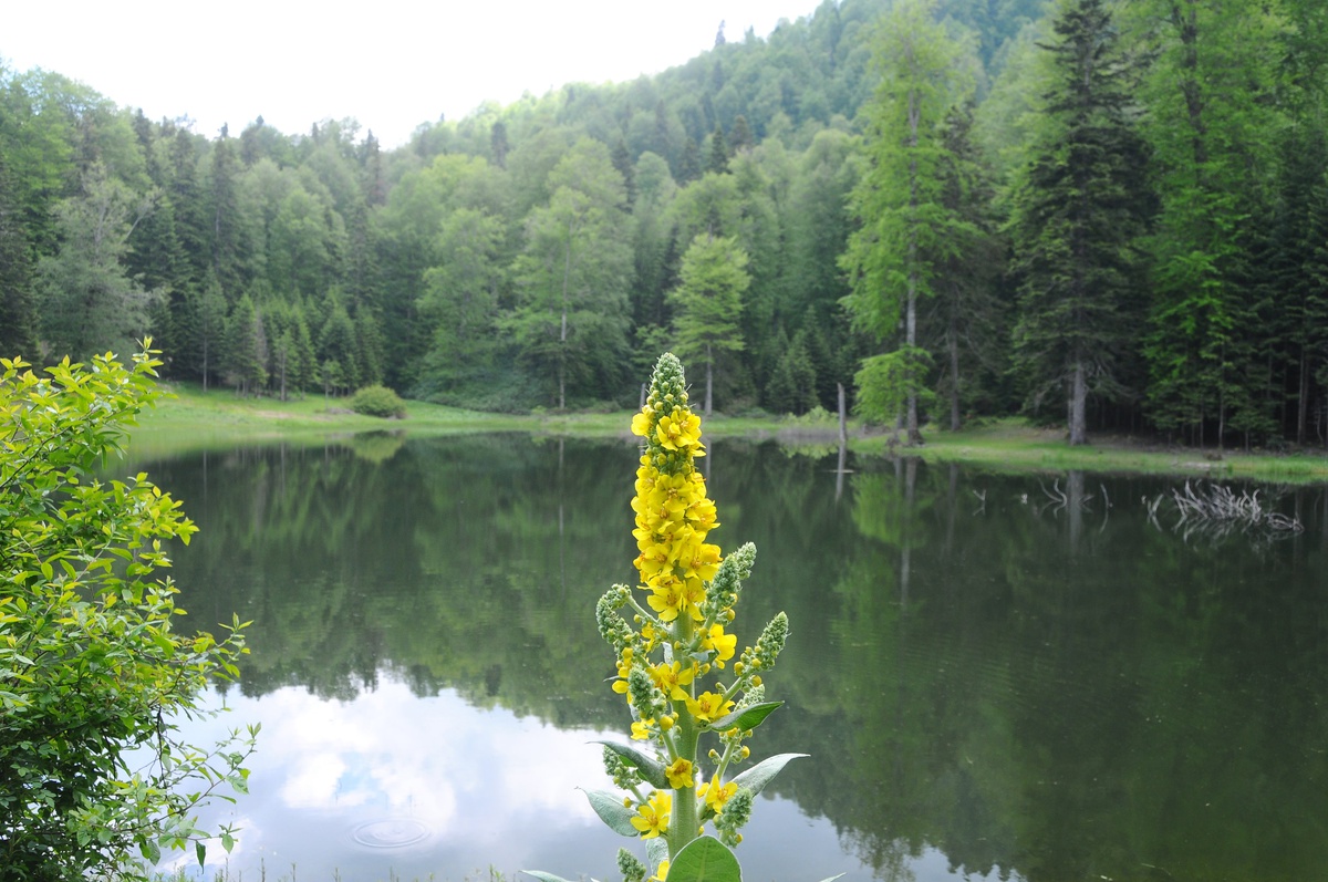 Torkul Yaylası ve Göleti Büyülüyor