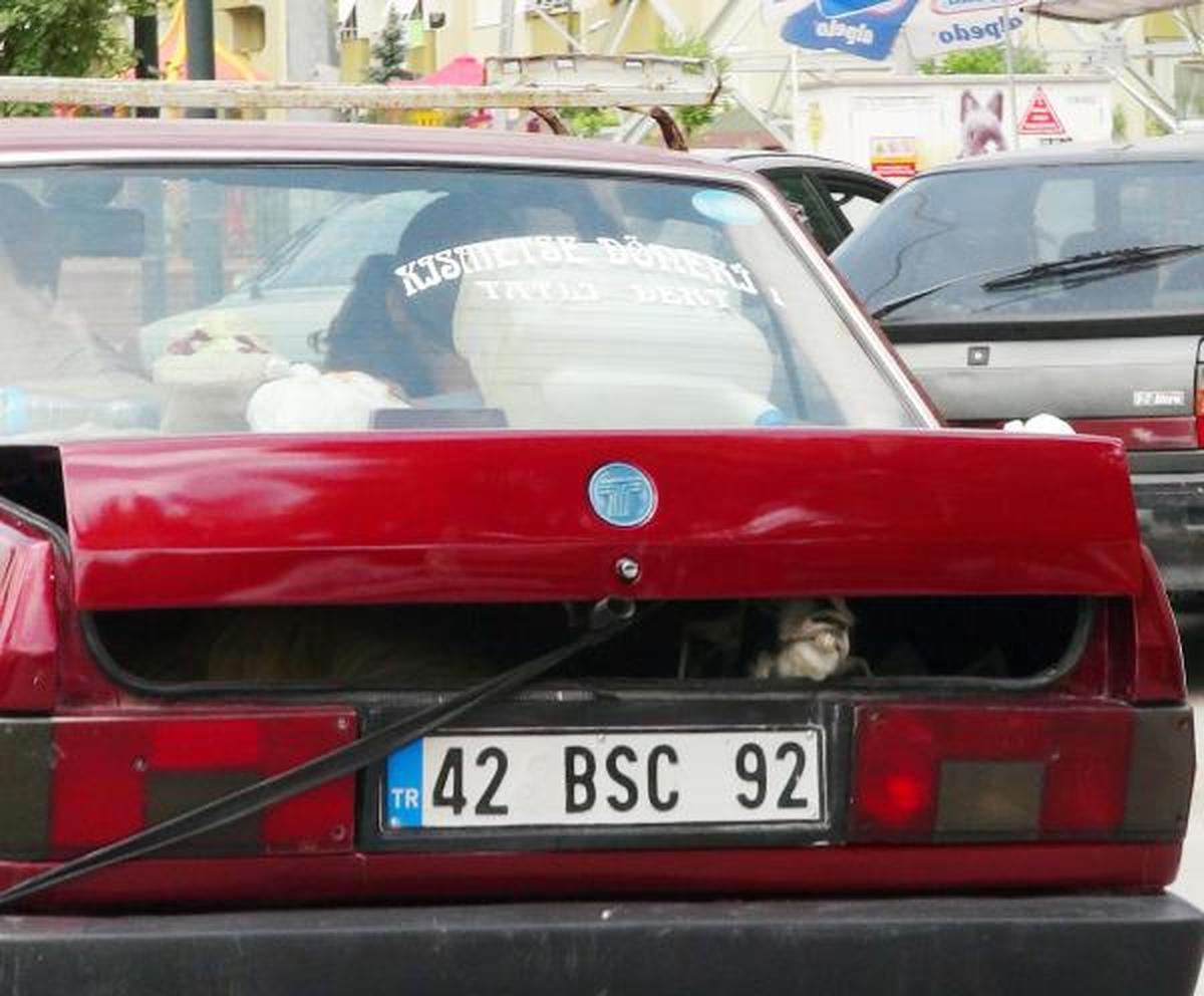 Bagajda Taşınan Koyunun Yaşam Mücadelesi