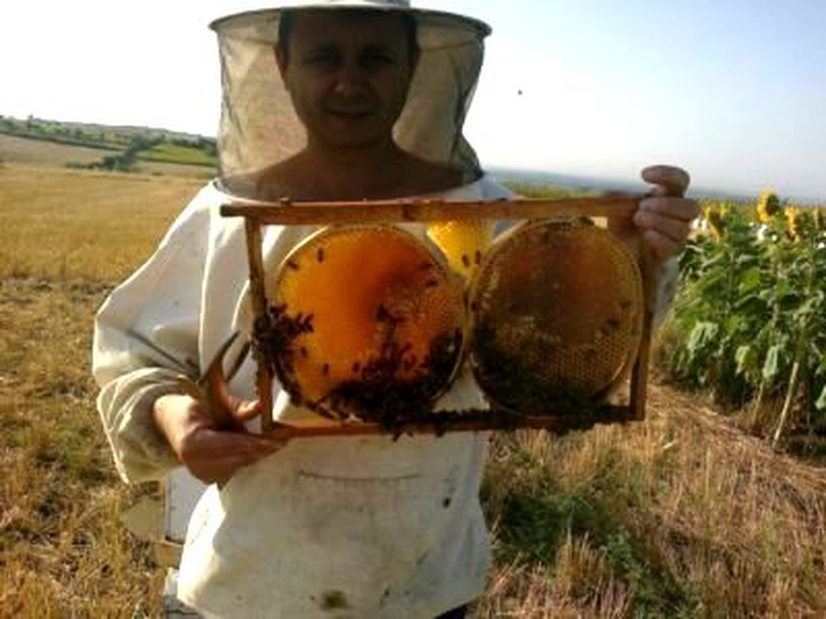 Bal Hasadı Bu Yıl Daha Verimli Olacak