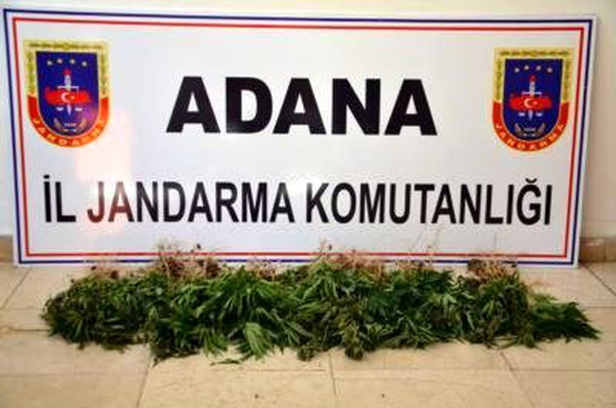 Ormanda 216 Kök Hint Keneviri Ele Geçirildi